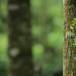 Close-up of mossy tree trunk in forest