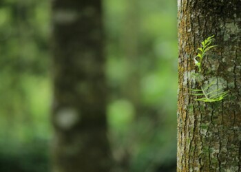 Close-up of mossy tree trunk in forest