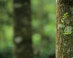 Close-up of mossy tree trunk in forest