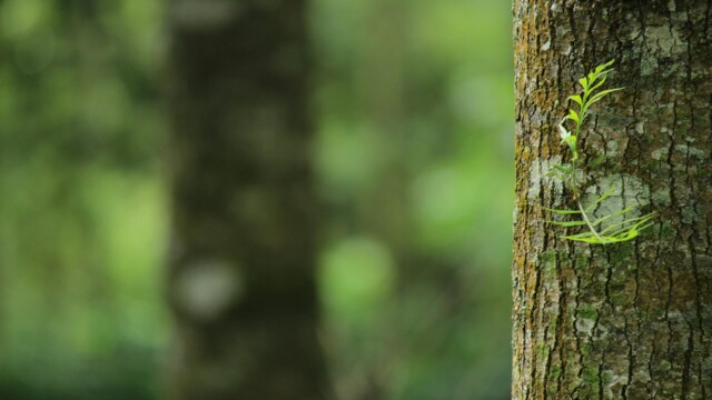 Close-up of mossy tree trunk in forest