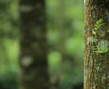 Close-up of mossy tree trunk in forest