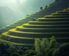 Green and golden rice terraces on hillside at sunset