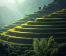 Green and golden rice terraces on hillside at sunset