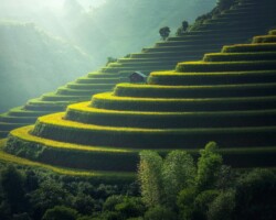 Green and golden rice terraces on hillside at sunset
