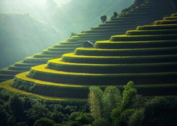 Green and golden rice terraces on hillside at sunset