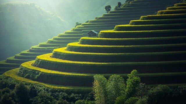 Green and golden rice terraces on hillside at sunset