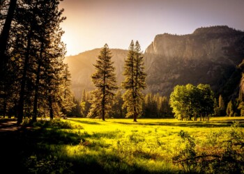 Sunlit meadow with forest and mountains