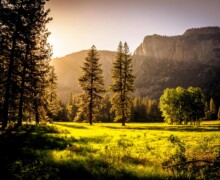 Sunlit meadow with forest and mountains