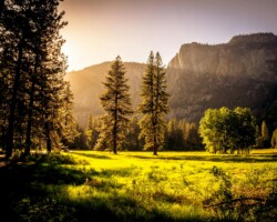 Sunlit meadow with forest and mountains