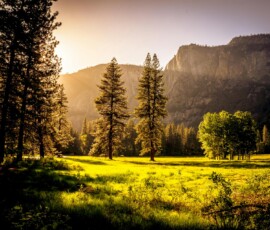 Sunlit meadow with forest and mountains